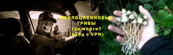 шишки Арсеньев